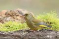 Carduelis chloris